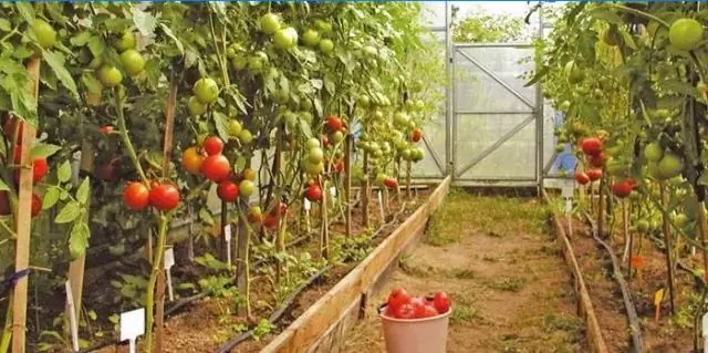 Для чего лучше всего использовать стеблевые и листовые участки?