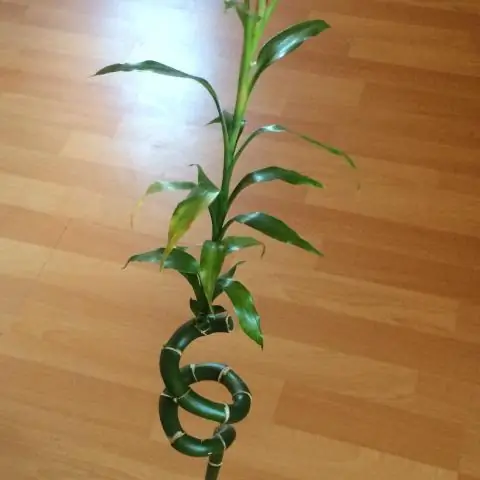 Насколько высоки вырастают счастливые бамбуковые растения?