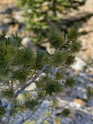 Вам нужны цепи противоскольжения для Mt Charleston?