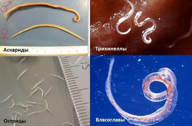 Насколько велики бывают красные черви?